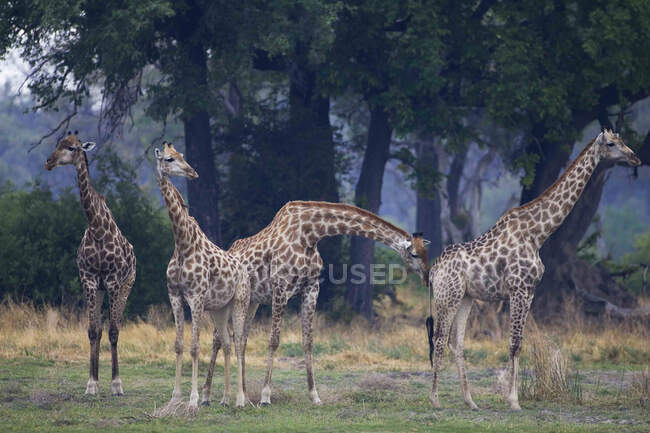 Невелика група південноафриканських жирафів, Camalopardalis Giraffa, Moremi Reserve, Botswana, Africa. — стокове фото