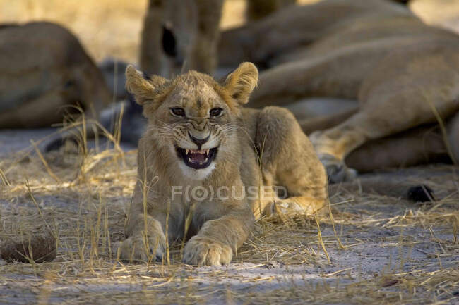 León africano, Panthera leo, cachorro tendido en el suelo, gruñendo a la cámara - foto de stock