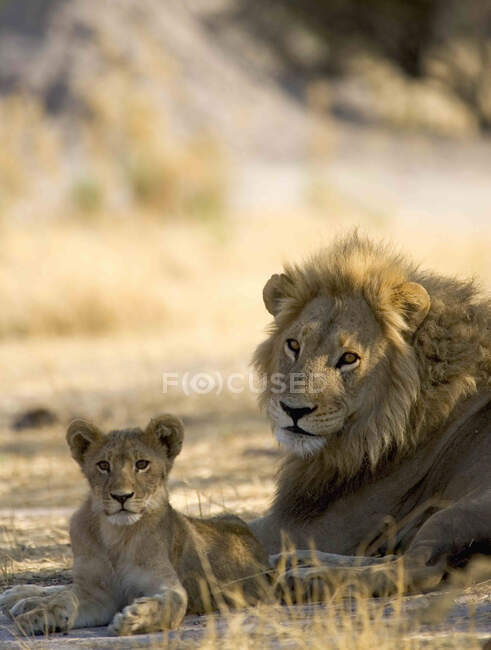Afrikanischer Löwe, Panthera leo, Männchen und Jungtier liegen auf dem Boden im Moremi-Reservat, Botswana, Afrika. — Stockfoto