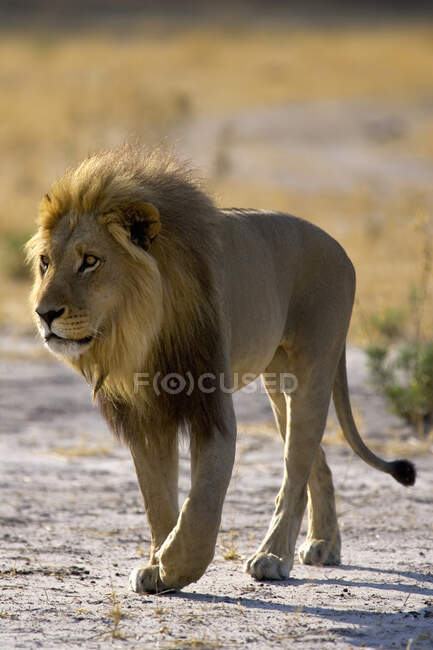 Африканский лев, Panthera leo, мужчина, гуляющий по заповеднику Moremi, Ботсвана, Африка. — стоковое фото