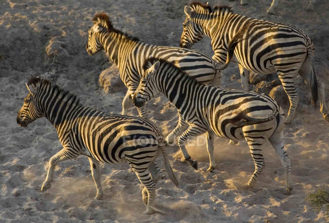 Manada de Cebras Burchells corriendo en la Reserva Moremi, Botswana. - foto de stock