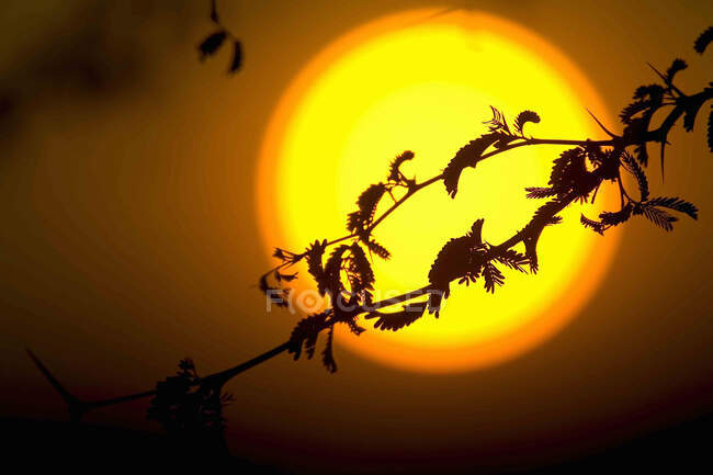 Silhouette of branch of tree in front of giant setting sun. — Stock Photo