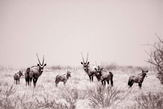 Uma manada de Oryx nas pastagens da Reserva Moremi, Botsuana. — Fotografia de Stock