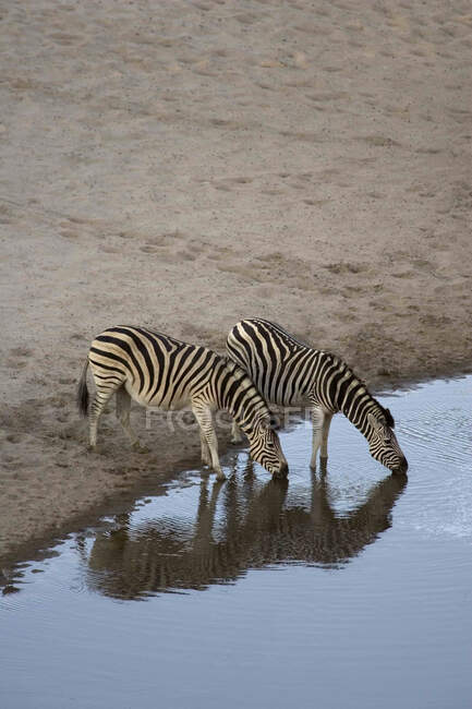 Burchells Zebras drinking from water hole in the Moremi Reserve, Botswana. — Stock Photo