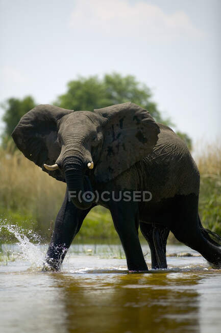 Elefante africano, Loxodonta africana, vadeando a través del agua - foto de stock
