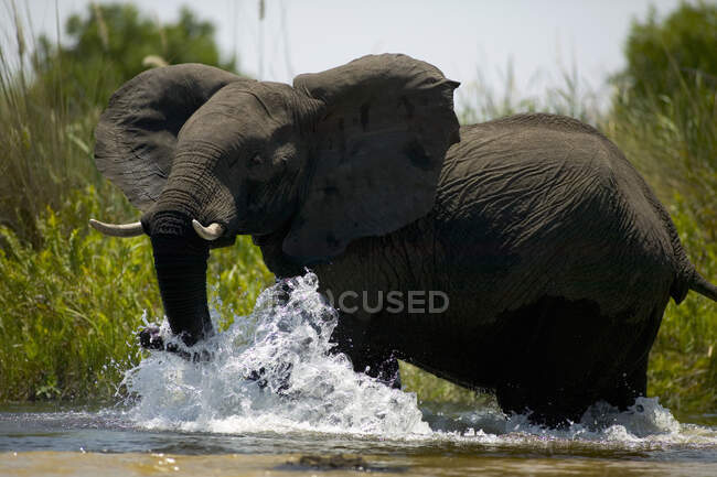 Elefante africano, Loxodonta africana, guadare attraverso l'acqua — Foto stock