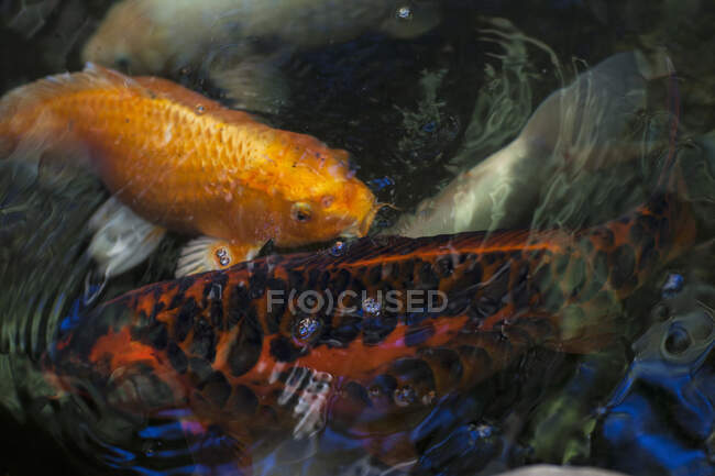 High angle close up of Koi carps in a pond. — Stock Photo