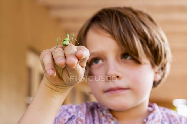 Seven year old boy holding a praying mantis — Stock Photo