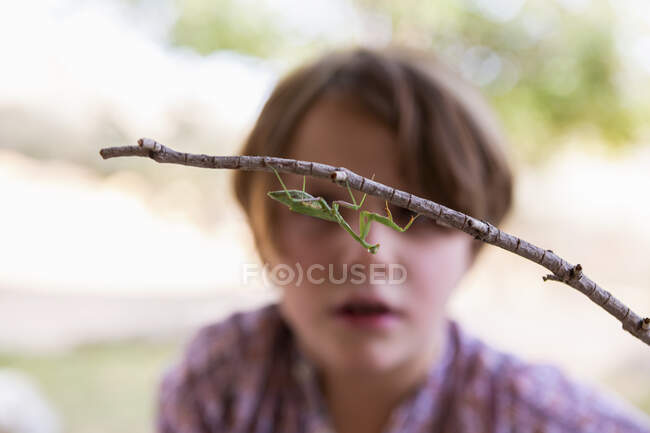 Niño de siete años mirando una mantis religiosa - foto de stock