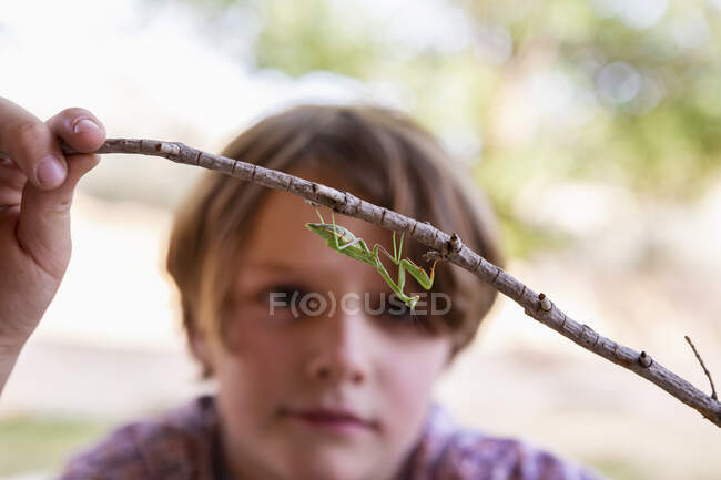 Ragazzo di sette anni guardando una mantide religiosa — Foto stock