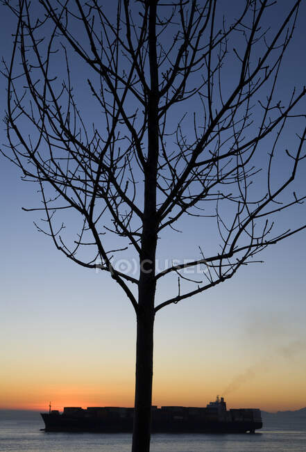 Ramos nus de uma árvore ao pôr-do-sol, navio de carga comercial na água — Fotografia de Stock