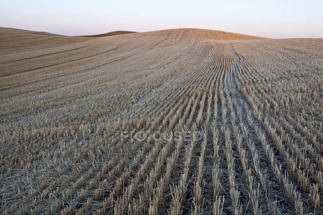 Padrão natural, fileiras de restolho após a colheita em campo aberto, pradaria — Fotografia de Stock