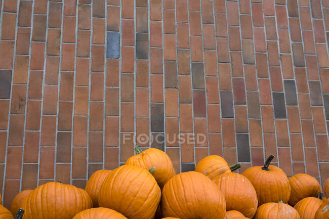 Куча желтых и оранжевых тыкв, кирпичная стена — стоковое фото