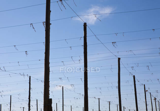 Conjunto de postes altos dispuestos en filas, con cables aéreos, vista de ángulo bajo - foto de stock