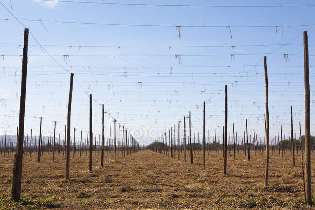 Conjunto de postes altos dispostos em fileiras, com fios suspensos, e solo trabalhado, agricultura — Fotografia de Stock