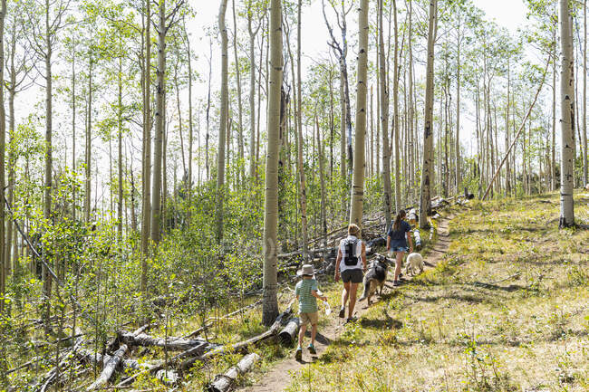 Family hiking in forest of Aspen trees — Stock Photo