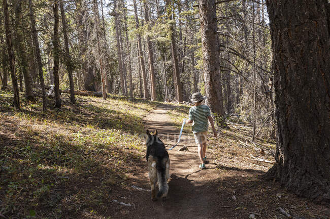 Ragazzo di sette anni che porta a spasso il suo cane nella foresta di alberi di Aspen — Foto stock