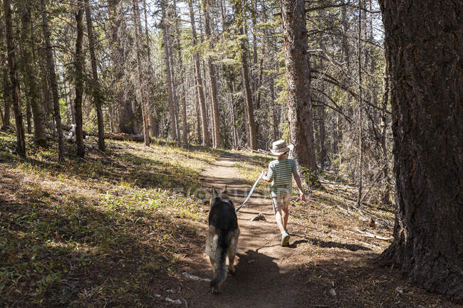 Niño de siete años paseando a su perro en el bosque de árboles de Aspen - foto de stock