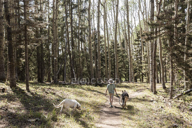Seven Year Old Boy Walking His Dogs In Forest Of Aspen Trees — Rear