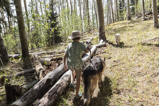 Ragazzo di sette anni a piedi i suoi cani nella foresta di alberi di Aspen — Foto stock