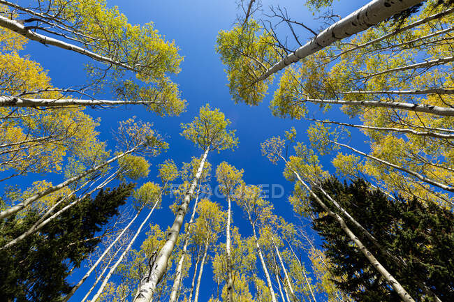 Weitwinkelblick auf herbstliche Espen und klaren blauen Himmel — Stockfoto