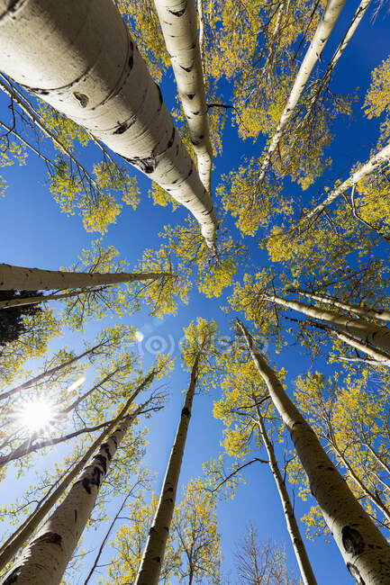 Ampio angolo di vista guardando verso l'alto a penne autunnali e cielo blu chiaro — Foto stock