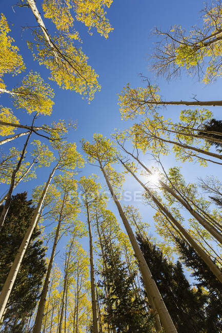 Vista de ângulo largo olhando para aspens outono e céu azul claro — Fotografia de Stock