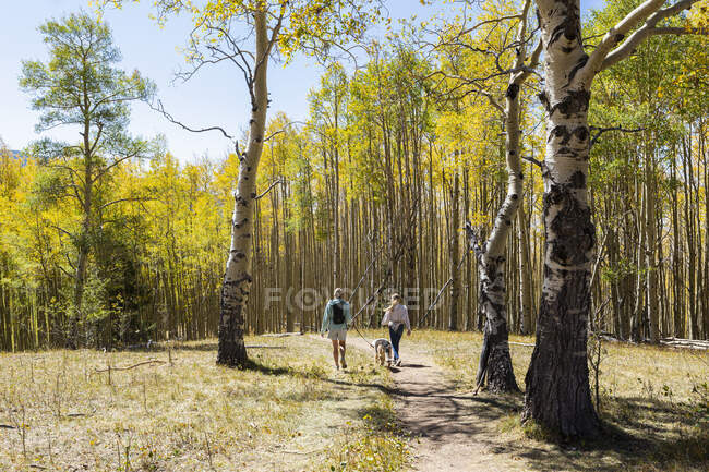Madre e hija paseando a sus perros en otoño aspen sendero natural - foto de stock