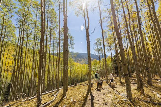 Mother and daughter walking their dogs on autumn aspen nature trail — Stock Photo