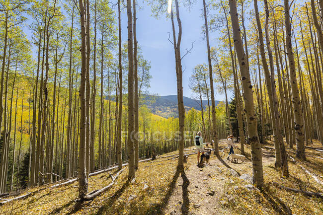 Mother and daughter walking their dogs on autumn aspen nature trail — Stock Photo