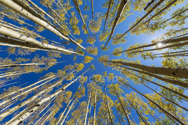 Ampio angolo di vista guardando verso l'alto a penne autunnali e cielo blu chiaro — Foto stock