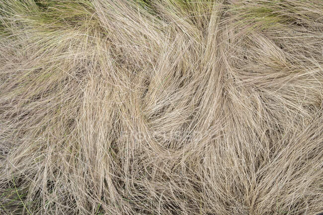 Champ d'herbe sèche d'été, vue rapprochée — Photo de stock