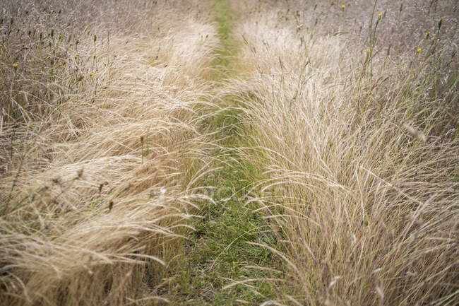 Sentier pédestre à travers champ d'herbe de prairie. — Photo de stock