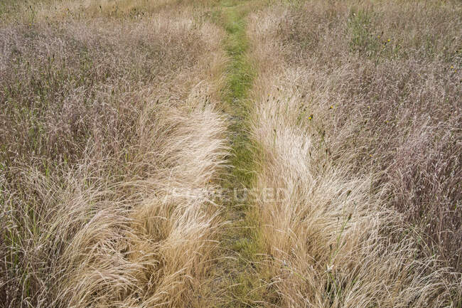 Passo a passo através do campo de grama do prado — Fotografia de Stock