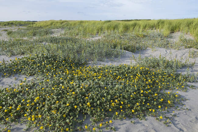 Sea grass and wildflowers on sand dunes at beach — Stock Photo