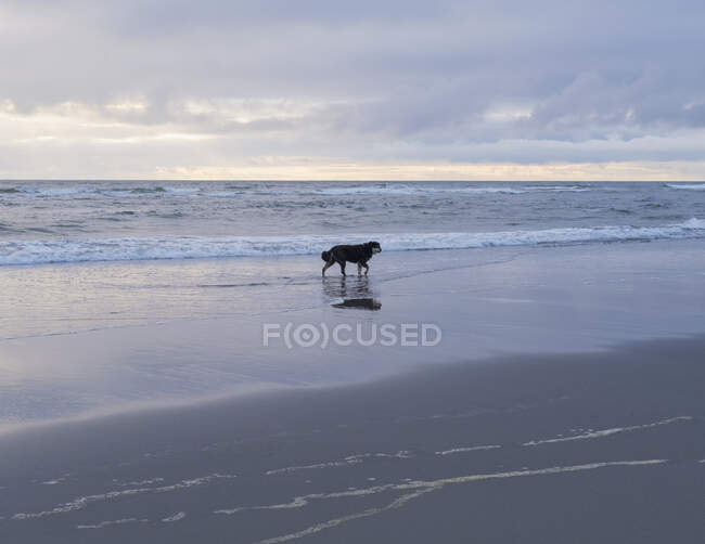 Собака на пляже на краю воды во время отлива. — стоковое фото