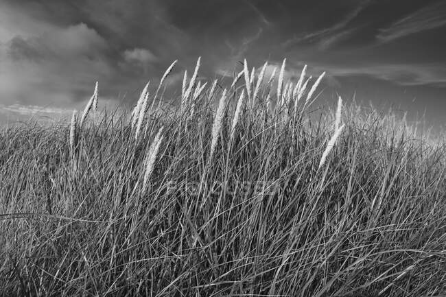Campo de grama marinha varrida pelo vento, close-up — Fotografia de Stock