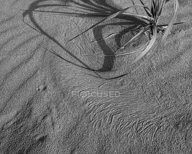 Крупним планом нитки морської трави і розмітки на вологому піску . — стокове фото