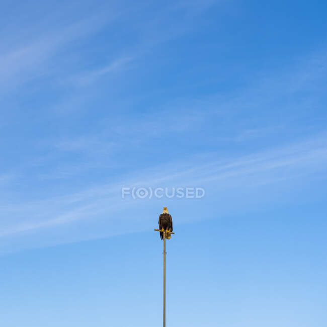 Лисий орел (Haliaeetus leucocephalus) сідає на пошту. — стокове фото