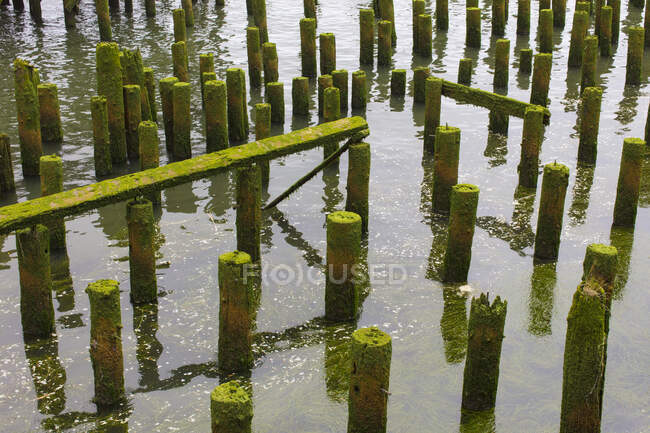 Exposed moss covered pilings at low tide in sand — Stock Photo