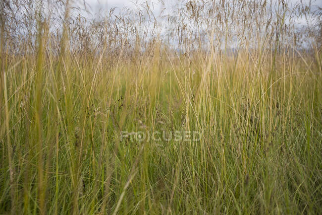 Détail de l'herbe marine balayée par le vent, gros plan — Photo de stock