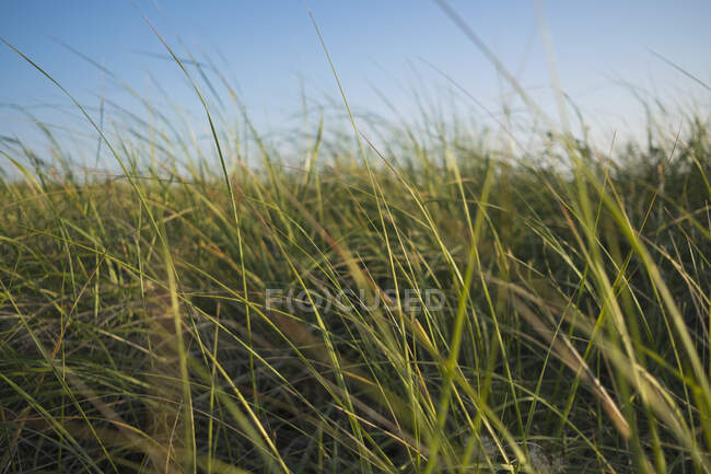 Windswept grass, surface level view, close-up — Stock Photo
