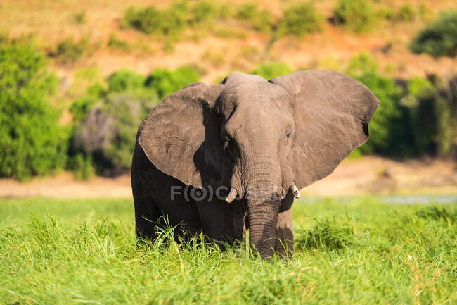 Afrikanische Elefantenfütterung im Chobe Nationalpark, Botswana. — Stockfoto