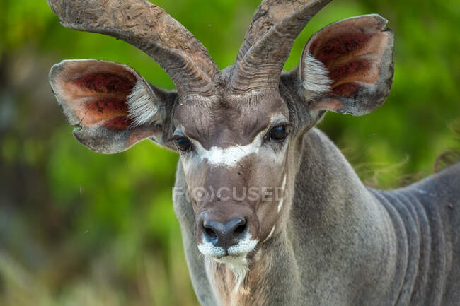 Nahaufnahme eines Kudu, der in die Kamera blickt, Chobe National Park, Botswana. — Stockfoto