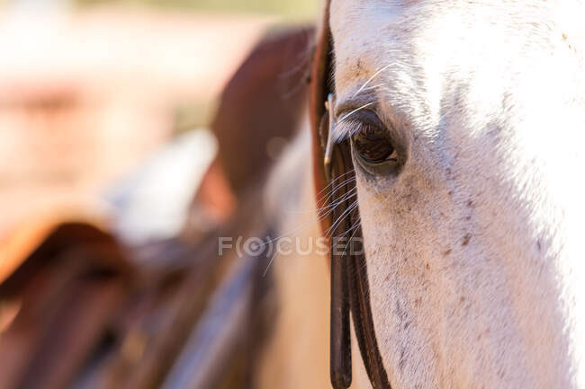 Nahaufnahme von Kopf und Auge eines weißen Pferdes, British Columbia, Kanada. — Stockfoto