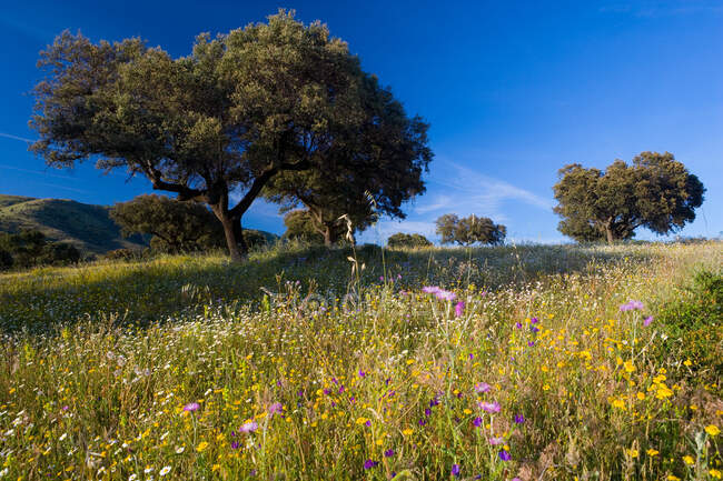 Ландшафт з деревами й польовими квітами поблизу Гуадалупе (Естремадура, Іспанія).. — стокове фото