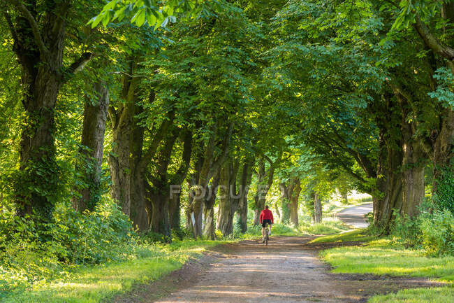 Rear view of person cycling through avenue of horse chestnut trees, Gloucestershire, UK. — Stock Photo