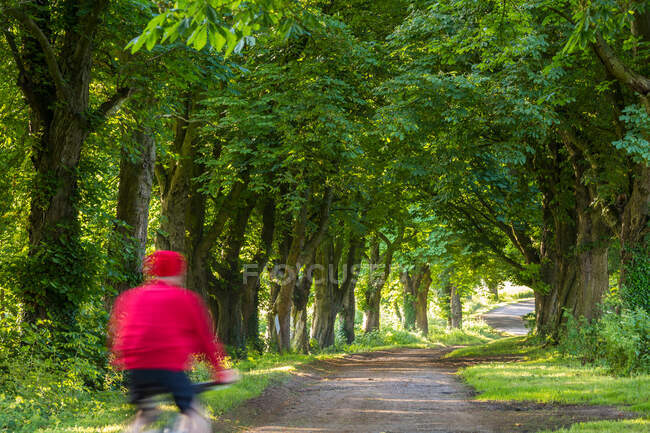 Visão traseira da pessoa pedalando pela avenida de castanheiros, Gloucestershire, Reino Unido. — Fotografia de Stock
