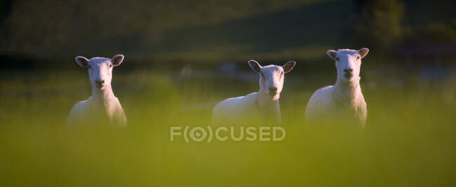 Three sheep in field looking at camera — Stock Photo