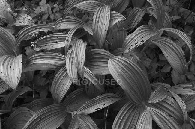 Vue rapprochée du faux hellébore, image noir et blanc — Photo de stock